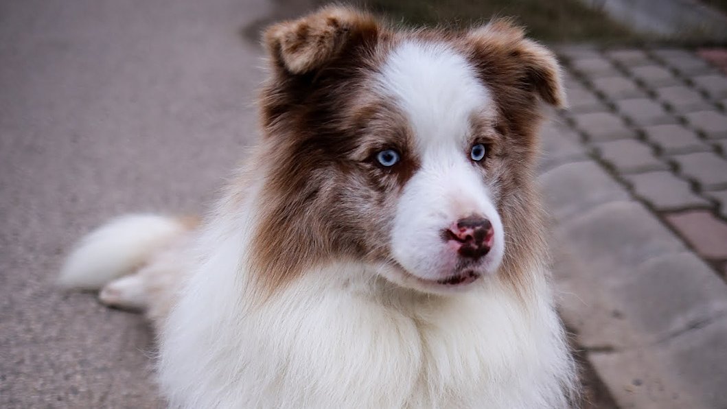 Barna-fehér Border Collie fekszik
